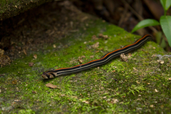 Oligodon octolineatus