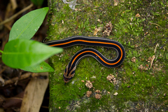 Oligodon octolineatus