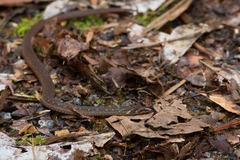 Macrocalamus chanardi