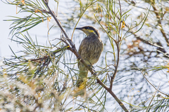 Gavicalis fasciogularis