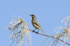 Gavicalis fasciogularis