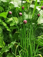 Allium schoenoprasum