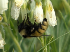 Bombus armeniacus