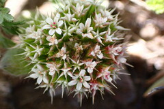 Chorizanthe howellii