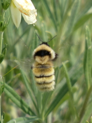 Bombus armeniacus