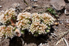 Chorizanthe howellii