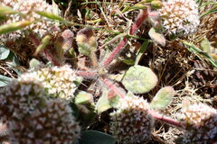 Chorizanthe howellii