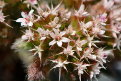 Chorizanthe howellii