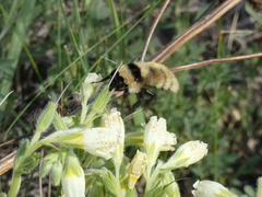 Bombus armeniacus