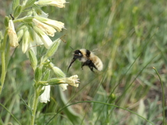 Bombus armeniacus