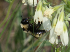 Bombus armeniacus