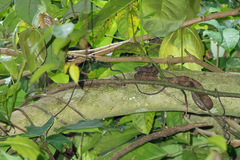 Craspedocephalus wiroti