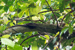 Craspedocephalus wiroti