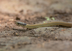 Sibynophis collaris