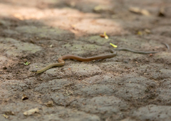 Sibynophis collaris