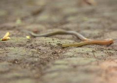 Sibynophis collaris