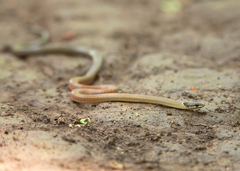 Sibynophis collaris