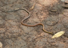 Sibynophis collaris