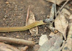 Sibynophis collaris