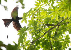 Boiga cyanea