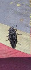 Chalcophora angulicollis