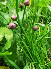 Allium schoenoprasum