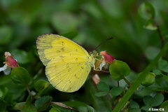 Eurema andersoni