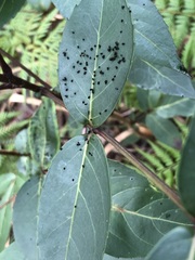 Cryptoptila australana