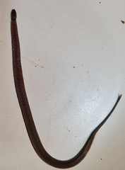 Ninia maculata image