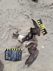 Cerorhinca monocerata