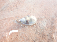 Nassarius dorsatus