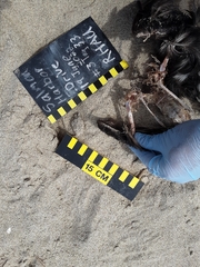 Cerorhinca monocerata