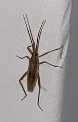 Stenodema trispinosum