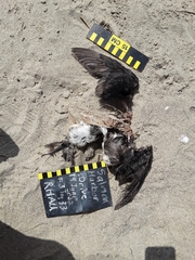 Cerorhinca monocerata