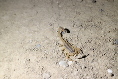Centruroides vittatus