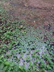 Marsilea quadrifolia
