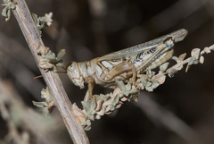 Aeoloplides californicus
