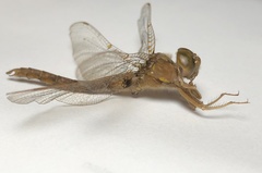 Neurocordulia molesta