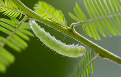 Eurema brigitta