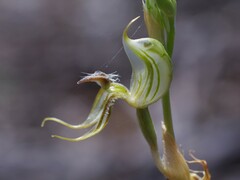 Pterostylis setifera