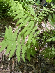 Coryphopteris