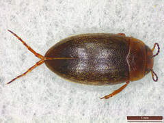 Hydroporus angustatus