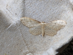 Idaea fuscovenosa