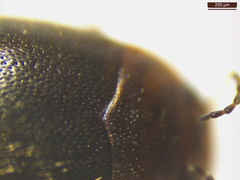 Hydroporus angustatus