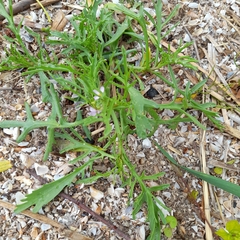 Cakile maritima baltica