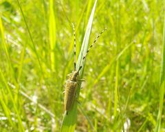 Agapanthia villosoviridescens