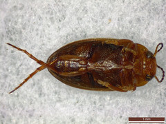 Hydroporus angustatus