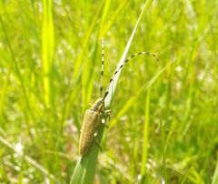 Agapanthia villosoviridescens