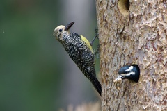 Williamson's Sapsucker photo 2