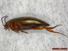 Hydroporus angustatus